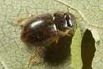laccobius-minutus-foto-altmann