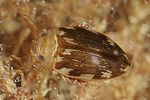 laccophilus-hyalinus-foto-altmann