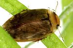 laccophilus-hyalinus-foto-dvorak