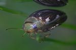 laccophilus-hyalinus-foto-faasen