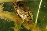 laccophilus-hyalinus2-foto-dvorak