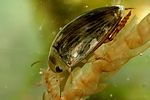 laccophilus-hyalinus3-foto-dvorak