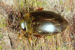 laccophilus-minutus-foto-altmann