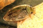 laccophilus-minutus-foto-dvorak