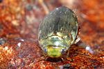 laccophilus-minutus-foto-faasen
