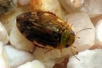 laccophilus-minutus-foto-weisenboehler