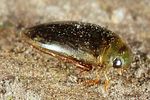 laccophilus-minutus2-foto-altmann