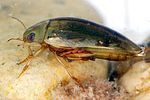 laccophilus-minutus2-foto-dvorak