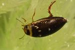 laccophilus-poecilus-foto-koehler