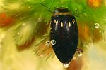 laccophilus-poecilus2-foto-koehler