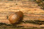 leptinus-testaceus-foto-koehler