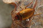 liopterus-haemorrhoidalis-foto-faasen