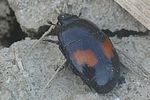 margarinotus-bipustulatus-foto-auer