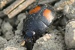 margarinotus-bipustulatus3-foto-auer