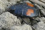margarinotus-bipustulatus4-foto-auer