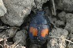 margarinotus-bipustulatus5-foto-auer