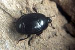 margarinotus-carbonarius-foto-koehler