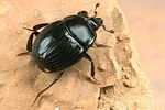 margarinotus-carbonarius3-foto-koehler