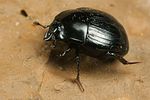 margarinotus-carbonarius4-foto-koehler
