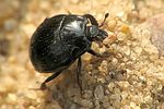 margarinotus-marginatus-foto-brueckner