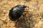 margarinotus-marginatus2-foto-brueckner