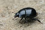 margarinotus-neglectus-foto-faasen
