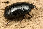 margarinotus-obscurus-foto-koehler