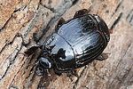 margarinotus-striola-foto-rindlisbacher