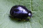 margarinotus-ventralis-foto-rydzi