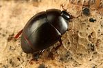 myrmetes-paykulli2-foto-koehler