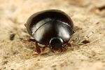 myrmetes-paykulli3-foto-koehler