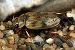 nebrioporus-canaliculatus-foto-koehler