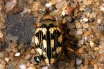 nebrioporus-depressus3-foto-koehler
