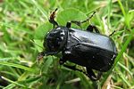 nicrophorus-humator-foto-hellingman