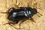 nicrophorus-humator2-foto-koehler