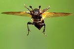 nicrophorus-vespilloides-flug-foto-koehler