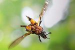 nicrophorus-vespilloides-flug2-foto-koehler