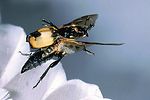 nicrophorus-vespilloides2-flug-foto-nagel