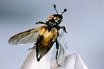 nicrophorus-vespilloides3-flug-foto-nagel