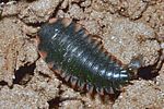 oiceoptoma-thoracicum-larva-foto-keresztes