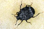onthophilus-punctatus-foto-koehler