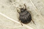 onthophilus-striatus-foto-benisch
