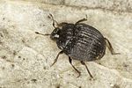 onthophilus-striatus-foto2-benisch