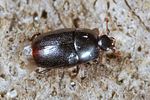 paromalus-flavicornis-foto-keresztes