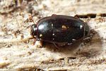 paromalus-flavicornis-foto-koehler