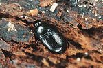paromalus-flavicornis-foto-polacek