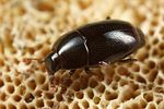 paromalus-flavicornis2-foto-faasen