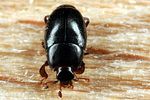 paromalus-flavicornis2-foto-koehler