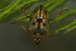peltodytes-caesus-foto-faasen