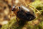 peltodytes-caesus-foto-koehler